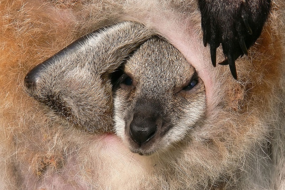 В Киевском зоопарке родился кенгуренок валлаби