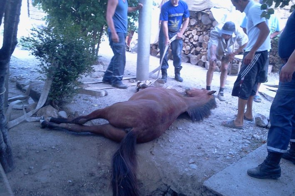 В Крыму из колодца достали коня
