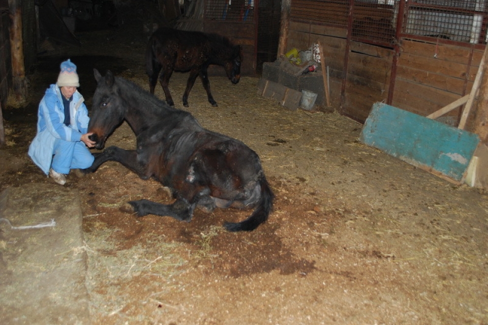 Под Одессой девочка сбежала с лошадиной фермы от жестокой матери