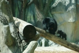 Уссурийского медвежонка из киевского зоопарка назвали Балу