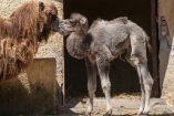 В Одессе родился верблюжонок