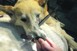 Собак спасают от казни пластической операцией