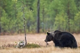 В России медведь украл борщ у дачников