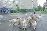 Киевлянка держит дома семнадцать коз