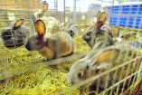 Чем кормят животных в киевском зоопарке