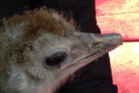 В Екатеринбурге женщина нашла в мусорке страусят