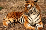 В китайском зоопарке редкий тигр разодрал смотрителя