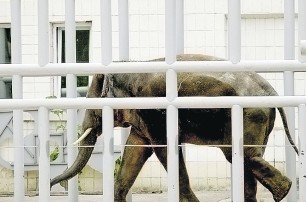 Опекать зверей из киевского зоопарка никто не спешит