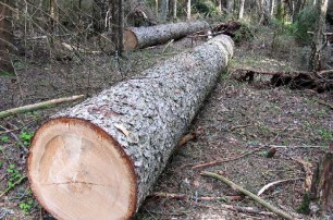 Киевсовет разрешил вырубить 1500 деревьев Беличанского леса 