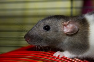 В Китае мошенники под видом баранины торговали крысятиной