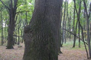 Семь деревьев в Киеве стали памятниками