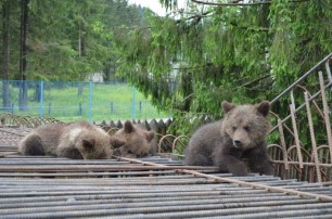 В президентской резиденции родилась тройня медведей