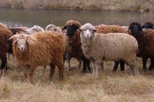 В Молдове 150 овец сбежали от уснувшего пастуха в Украину