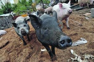 Прокуратура изгнала свиней из Днепропетровска