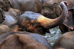 В Таиланде слоны затоптали американскую туристку