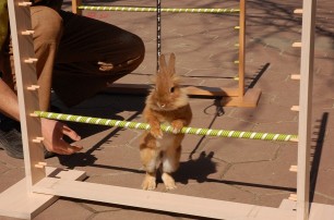 В Харькове прошла репитиция кроличьих бегов