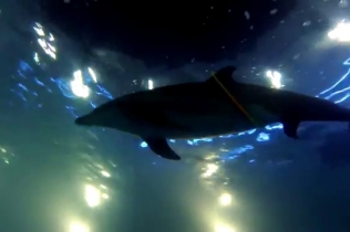 ВИДЕО: в Одессе родился дельфиненок 