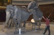 В киевском цирке гостят слоны-великаны из Индии