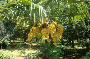 В ботсаду наступило лето, зацвела пальма