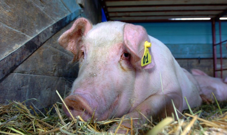 В Луганской области от африканской чумы умерли шесть свиней
