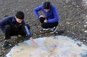 На австралийском пляже нашли гигантскую медузу