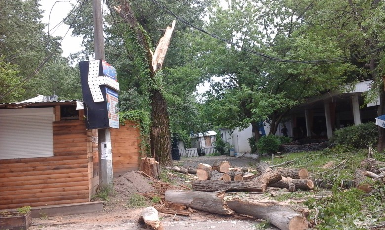 Кафешки на Трухановом острове завалило деревьями