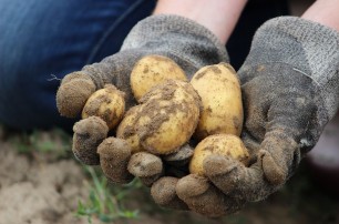 Россия отказалась от украинской картошки