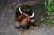 В Луганской области беременную корову вызволили из канализации