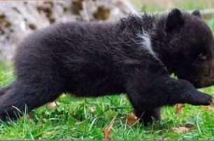 В швейцарском зоопарке усыпили абсолютно здорового маленького медвежонка