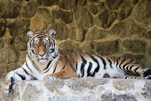 В киевском зоопарке пьяный посетитель спрыгнул в вольер к тигру