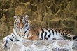 В киевском зоопарке пьяный посетитель спрыгнул в вольер к тигру