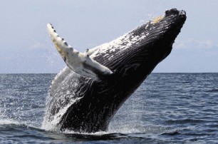 В США кит перевернул лодку с туристами