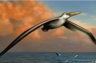 Ученые обнаружили останки самой крупной птицы на планете