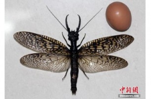 В Китае нашли самое большое насекомое