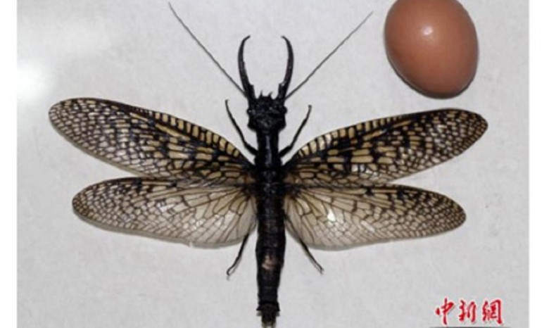 В Китае нашли самое большое насекомое