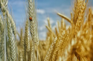 К концу года будет сильное падение производства в сельском хозяйстве Украины - эксперт
