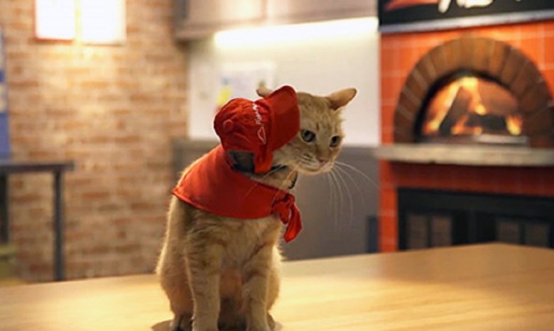 Японские коты поработали продавцами в рекламном ролике пиццерии