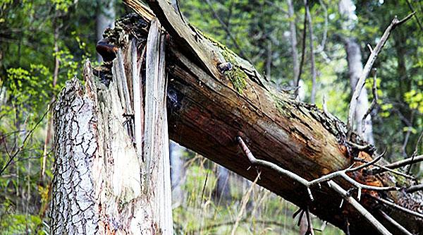 В Днепропетровской области мужчину привалило деревом