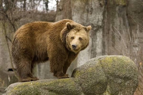 В американском заповеднике медведь загрыз туриста
