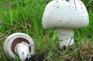 Через неделю взлетят цены на грибы