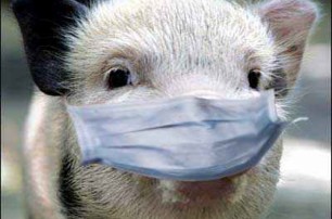 Под Черниговом буйствует африканская чума свиней