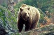 В России мужчина отбился от медведя системным блоком от компьютера