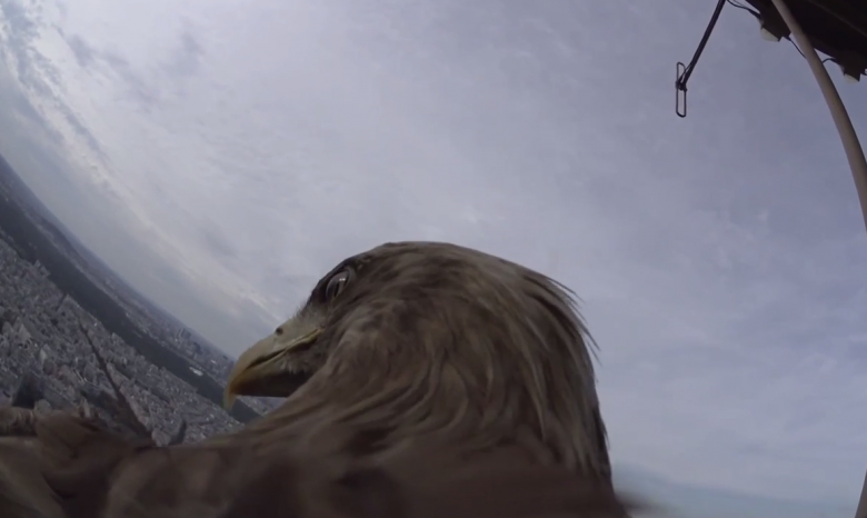 Орлан-белохвост снял Париж с высоты птичьего полета