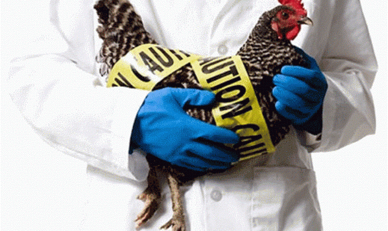 В Египте от птичьего гриппа умерли три человека
