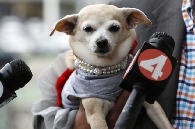 Собака по кличке Фрида стала мэром Сан-Франциско на сутки
