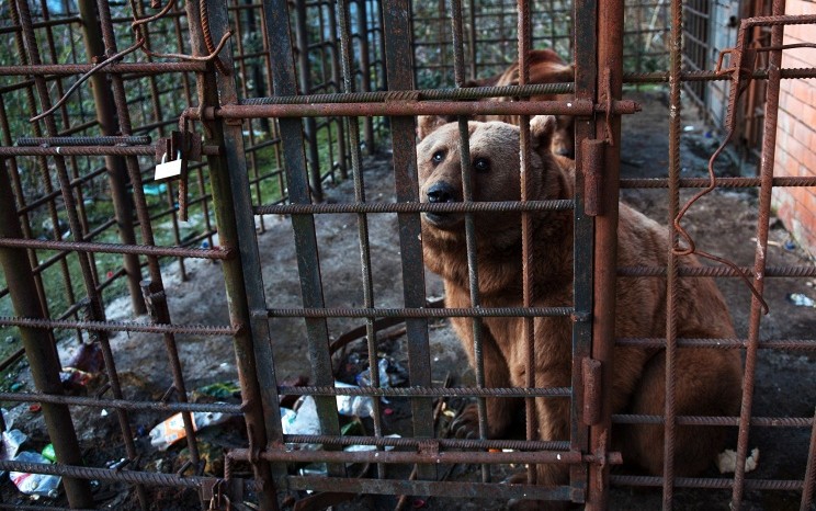Бриджит Бардо поможет медведям-алкоголикам сбежать из Сочи