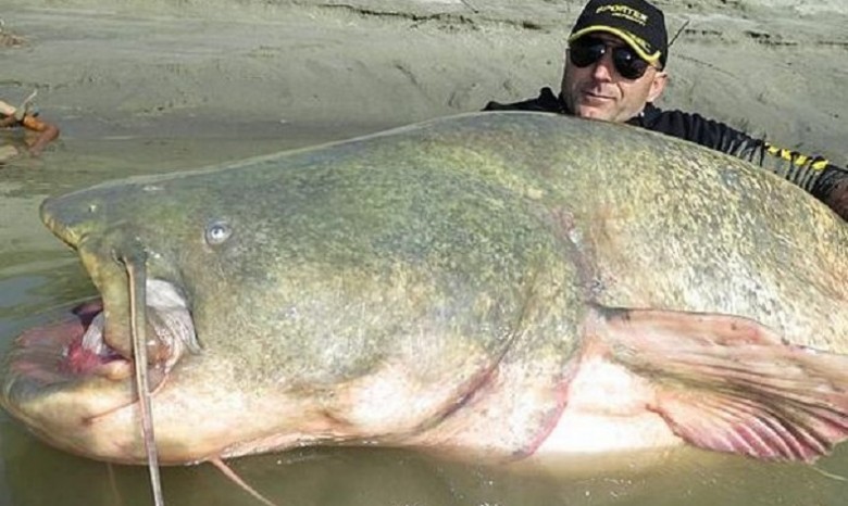Итальянский рыбак поймал гигантского сома-монстра