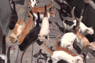 В Японии обнаружен остров - царство котов (видео)