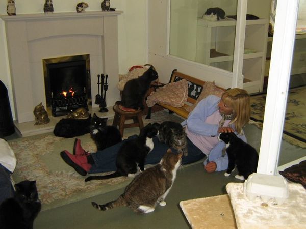 В Британии открыли дом престарелых для котов