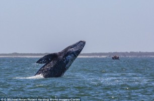 Огромный кит раздавил туристку из Канады